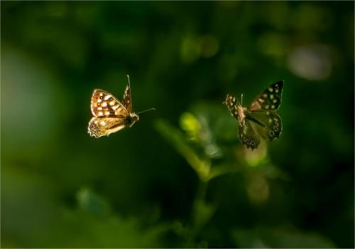 Rebecca-Hitchcock Speckled-Wood-Butterflys-In-Woodland-Glade