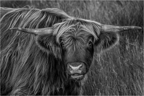 Stephen-Frost Highland-Cow