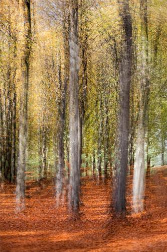 Beech-Forest-Colours Carrie-Davidson