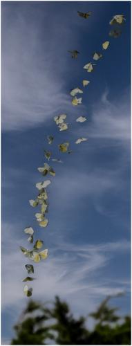 Love-Is-In-The-Air Tony-Wootton