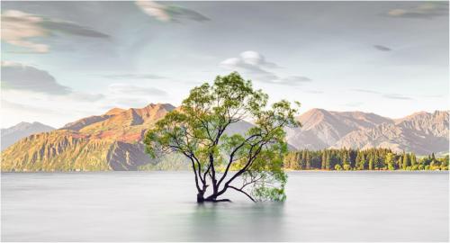 Wanaka-Tree-Of-Serenity Mike-Cullis