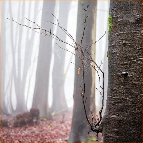 Beech-Tree-Textures Carrie-Davidson 1