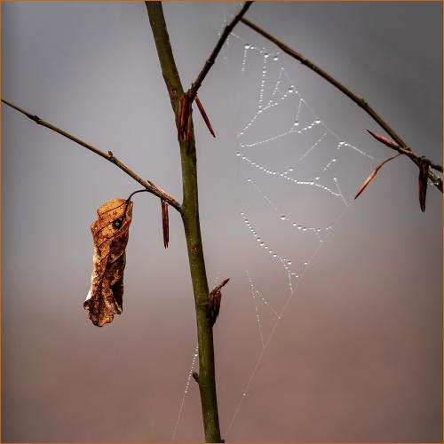Beech-Tree-Textures Carrie-Davidson 2