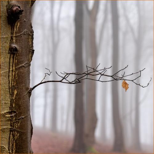 Beech-Tree-Textures Carrie-Davidson 3