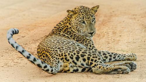 Gaze-Yawn-Groom Kay-Taylor 1