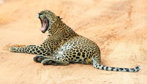 Gaze-Yawn-Groom Kay-Taylor 2