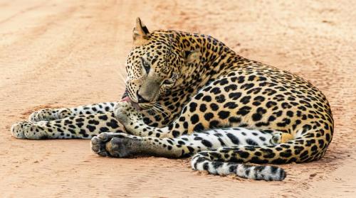 Gaze-Yawn-Groom Kay-Taylor 3