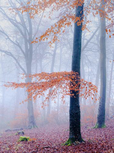  Ron-DeAth Woodland-Mist