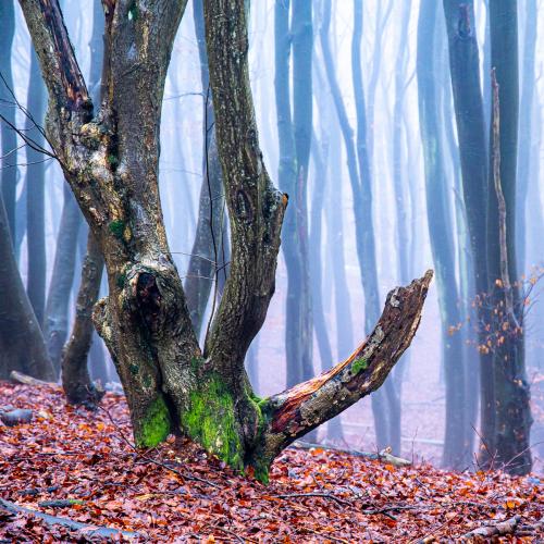Ron-DeAth Woodland-Mist