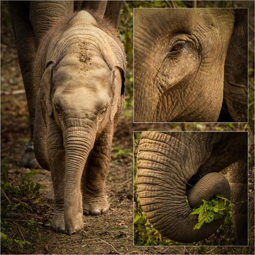 Baby-Elephant Carrie-Davidson
