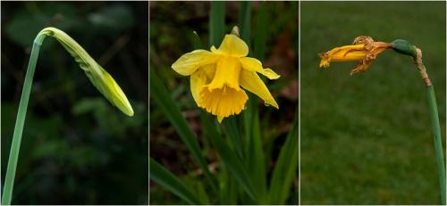Dave-Young Life-Of-Daffodils